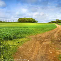 Buy canvas prints of Serene Farm Track by Peter Thomas