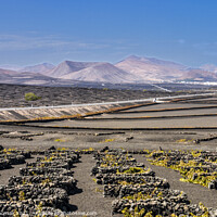 Buy canvas prints of Majestic Volcanic Vineyards by Peter Thomas
