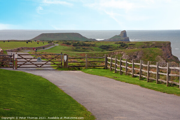 Majestic Worms Head at Rhossili Bay Picture Board by Peter Thomas