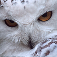 Buy canvas prints of A close up of an owl by Caroline Hart