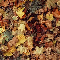 Buy canvas prints of Autumn in Edinburgh by Narcisa Degeratu