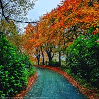 Buy canvas prints of Autumnal trees at Wildboreclough by Samantha Smith