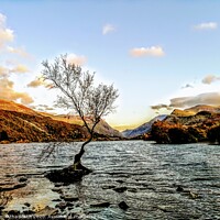Buy canvas prints of Lone Tree on Lyn Padarn Lake by Samantha Smith