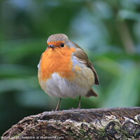 Buy canvas prints of Robin perched by Stewart Moore