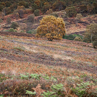 Buy canvas prints of Cannock Chase in Autumn by Teri Altree