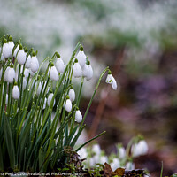 Buy canvas prints of White Snowdrops by Samantha Peel