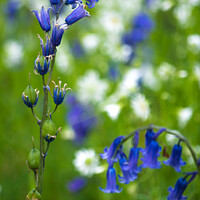 Buy canvas prints of Blue Bell flowers by Samantha Peel