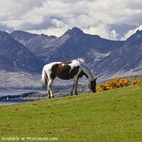 Buy canvas prints of Horses on the Isle of Cumbrae by Charles Kelly