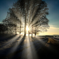 Buy canvas prints of Winter Sunshine by David Buckland