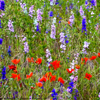 Buy canvas prints of Wild Flowers by David Buckland