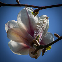 Buy canvas prints of Magnolia Flower by David Buckland