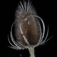 Buy canvas prints of Teasel Seed Head by David Buckland