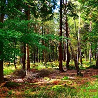 Buy canvas prints of New Forest by Suzanne Hemington