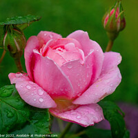 Buy canvas prints of Pink rose with raindrops by Rob Barber