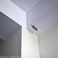 Buy canvas prints of Gecko's Room by Kevin Plunkett