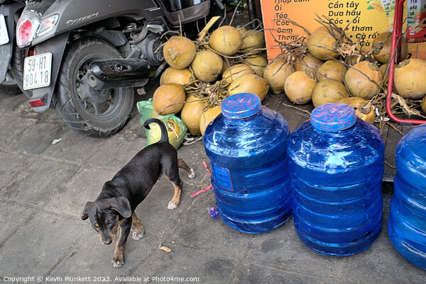 Coconuts, Dog and Water. Ho chi Minh City, Vietnam Picture Board by Kevin Plunkett