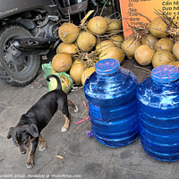 Buy canvas prints of Coconuts, Dog and Water. Ho chi Minh City, Vietnam by Kevin Plunkett