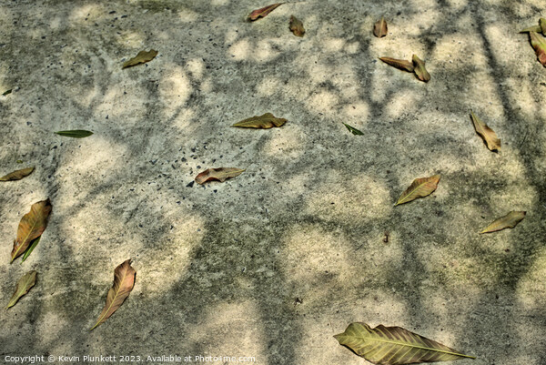 Leaf's and shadows on Saigon ( Ho Chi Minh City ) sidewalk Picture Board by Kevin Plunkett