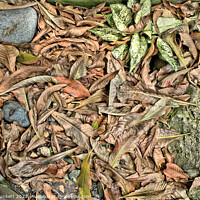Buy canvas prints of Rocks, leaf's and plants  by Kevin Plunkett