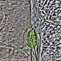 Buy canvas prints of Lonely Plant by Kevin Plunkett