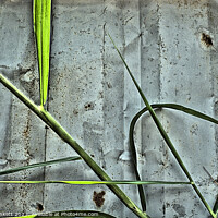 Buy canvas prints of Rusty fence with bamboo by Kevin Plunkett