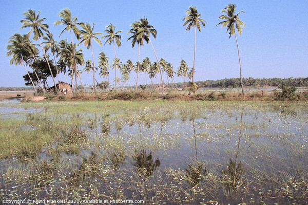 Countryside of Goa, India. Picture Board by Kevin Plunkett