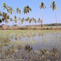 Buy canvas prints of Countryside of Goa, India. by Kevin Plunkett