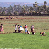 Buy canvas prints of Rice field of Goa by Kevin Plunkett