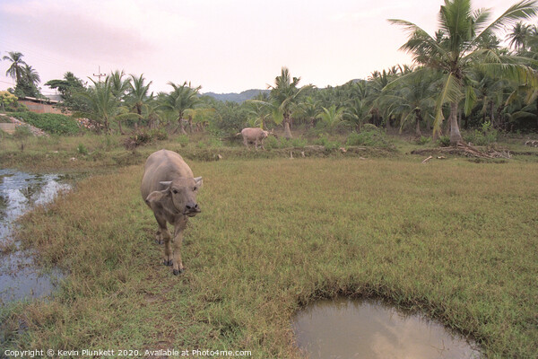 Water buffalo Koh Samui, Thailand Picture Board by Kevin Plunkett