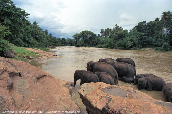 Sri Lankan Elephants  Picture Board by Kevin Plunkett