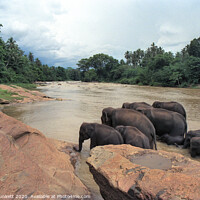 Buy canvas prints of Sri Lankan Elephants  by Kevin Plunkett