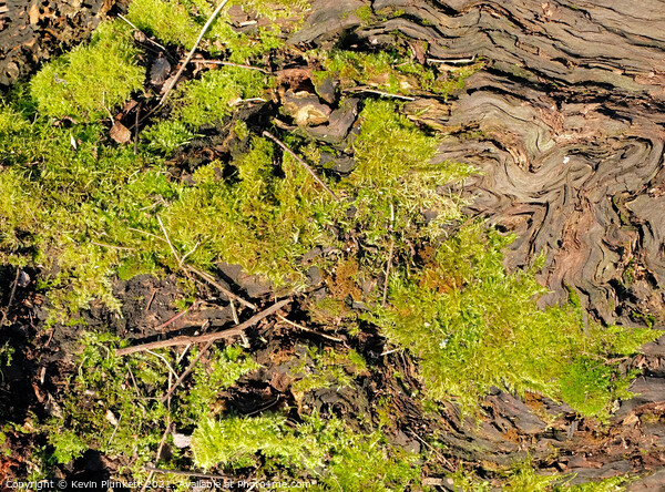 Tree Bark and Moss Picture Board by Kevin Plunkett