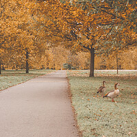 Buy canvas prints of Autumn in the Hyde Park by Danilo Cattani