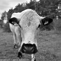 Buy canvas prints of A cow standing on top of a grass covered field by Stuart Robinson