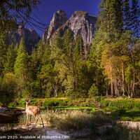 Buy canvas prints of Deer in Yosemite Valley  by harry van Gorkum