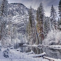 Buy canvas prints of Snow covered trees and bridge over Merced River Yo by harry van Gorkum