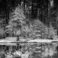 Buy canvas prints of Snow covered tree reflected in Merced River by harry van Gorkum