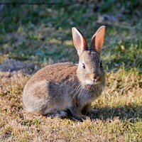 Buy canvas prints of A young Wild  rabbit on the grass by Huw Prosser