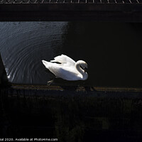 Buy canvas prints of Lonely swan by Efraim Gal