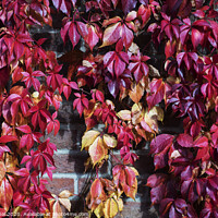 Buy canvas prints of Red autumn leaves  by Efraim Gal