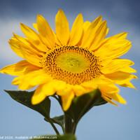 Buy canvas prints of Summer sunflower by Efraim Gal