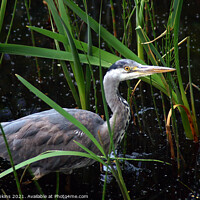 Buy canvas prints of A Heron standing in front of a body of water by craig hopkins
