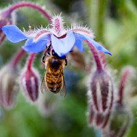 Buy canvas prints of  Bee and Borage  by craig hopkins