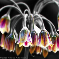 Buy canvas prints of Abstract flowers by craig hopkins