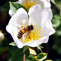 Buy canvas prints of Honey bee at work by craig hopkins