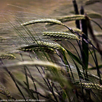 Buy canvas prints of Wheat in the wind by craig hopkins