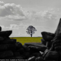 Buy canvas prints of Lonely Tree by craig hopkins