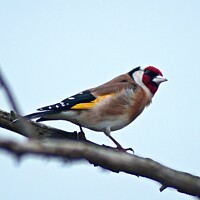 Buy canvas prints of  Goldfinch  by craig hopkins