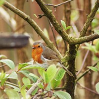 Buy canvas prints of Spring Robin by craig hopkins