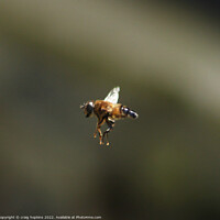 Buy canvas prints of Bee in Flight by craig hopkins